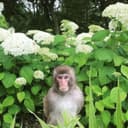 Аватар kur0oroo