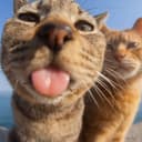 Аватар vorodiy_